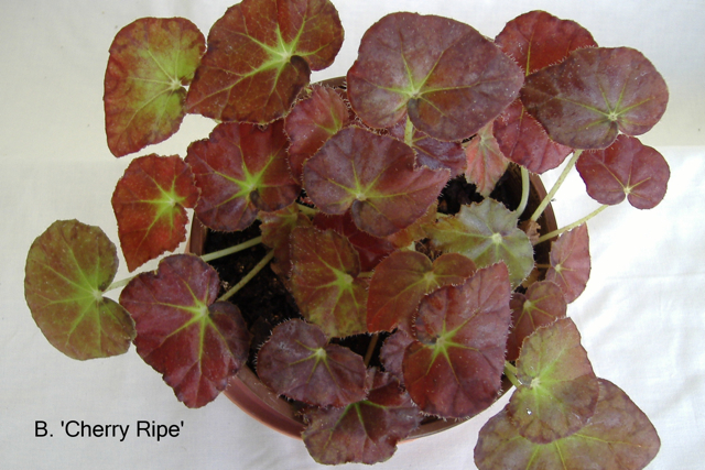 B. ‘Cherry Ripe’